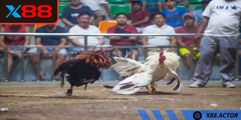 Bạn sẽ được trải nghiệm thế giới đá gà đa sắc màu tại X88